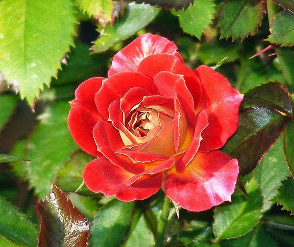 Tattooed Lady photo tl2013_06210074_zpsa341ec22.jpg